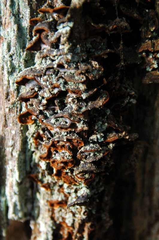Lichens forestiers 3.3.2013 047